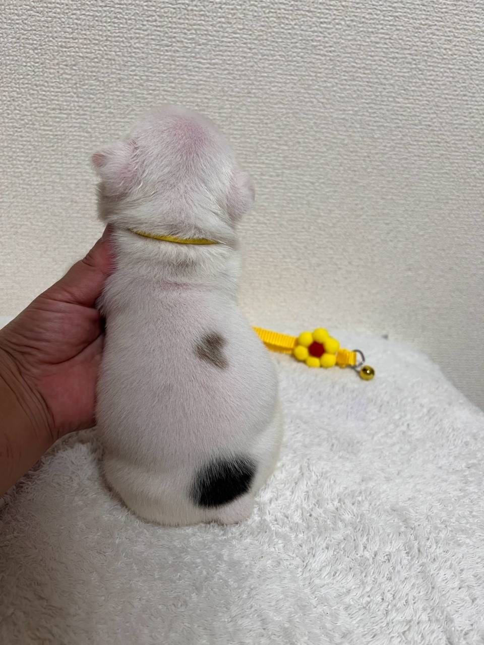 ブルドッグ　ご家族様が決まりました。