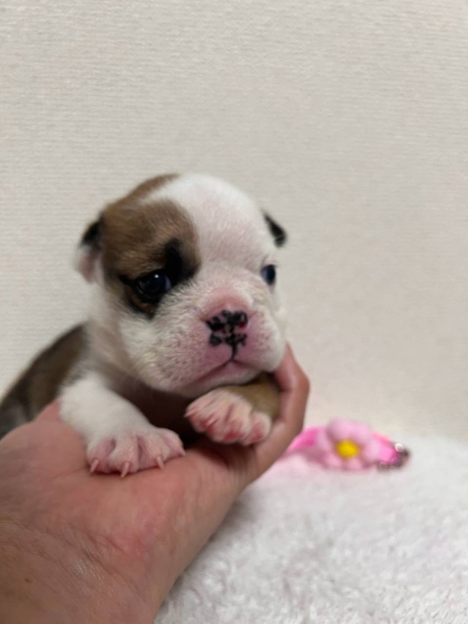 ブルドッグ　ご家族様が決まりました。
