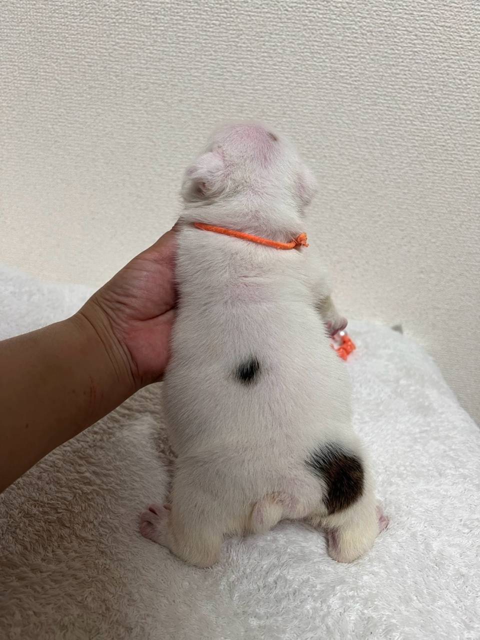 ブルドッグ　ご家族様が決まりました。