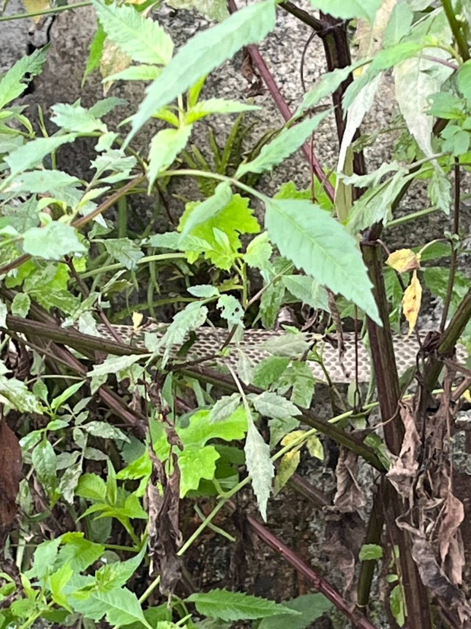 開運日🐍岐阜県養老町のブリーダーワンダフルパピーです。