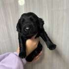 👑JKC・FCIチャンピオンの仔犬の紹介👑岐阜県養老町のブリーダーワンダフルパピーです。