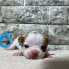 チワワの仔犬のお目目があきました👀❤岐阜県養老町のブリーダー「ワンダフルパピー」です。