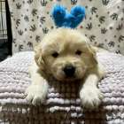 仔犬の見学が出来ます🐶岐阜県養老町のブリーダーワンダフルパピーです。