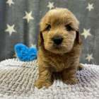 ゴールデンドゥードルの仔犬の見学が出来ます🐶🐶🐶岐阜県養老町のブリーダーワンダフルパピーです。